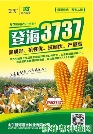 登海3737玉米品种好不好？