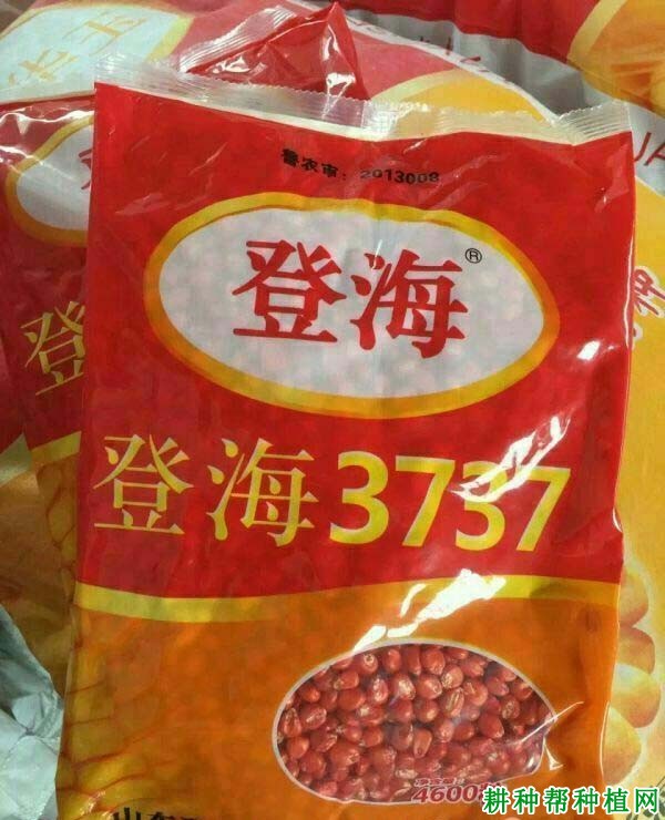 登海3737玉米品种好不好？