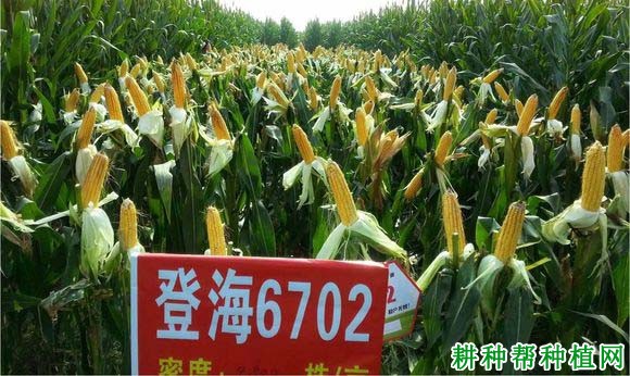 登海6702玉米品种好不好？