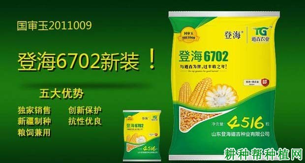 登海6702玉米品种好不好？