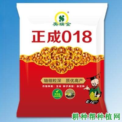 正成018玉米品种好不好？