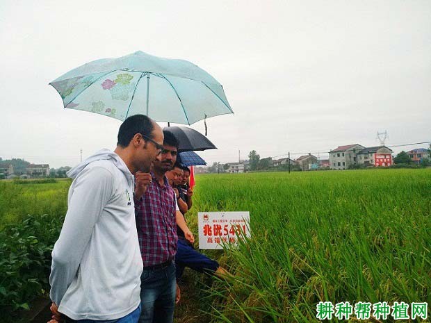 兆优5431水稻品种好不好？