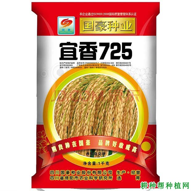 宜香725水稻品种好不好？