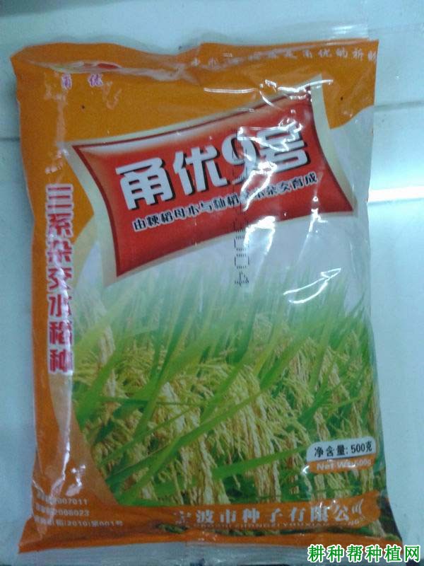 甬优9号水稻品种好不好？