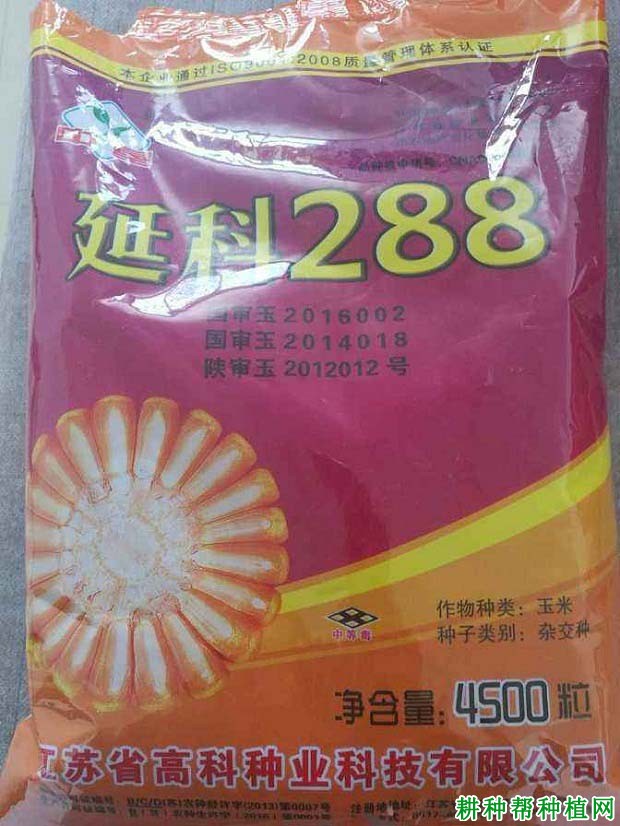 延科288玉米品种好不好？