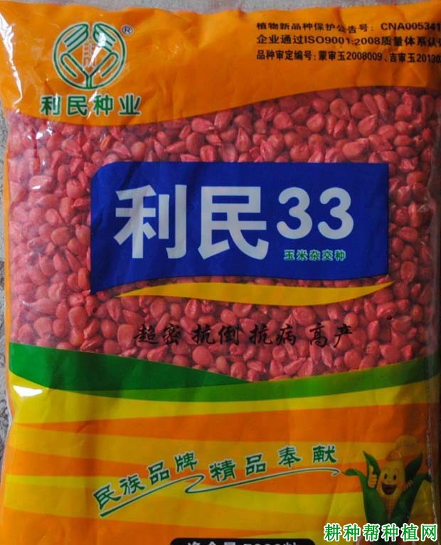 利民33玉米品种好不好？