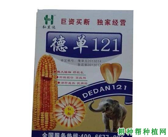 德单121玉米品种好不好？