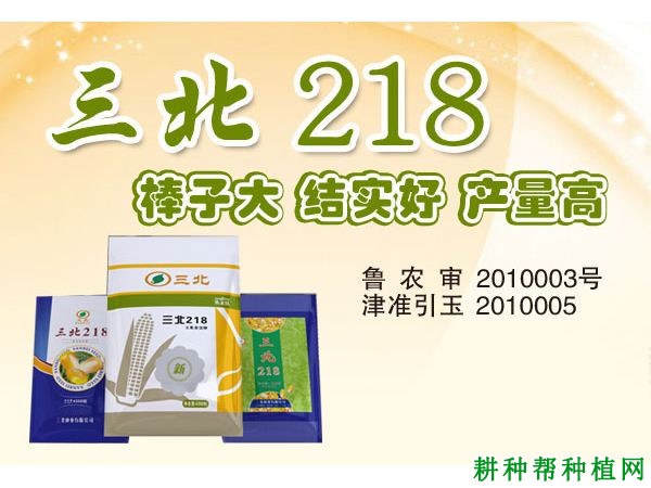 三北218玉米品种好不好？