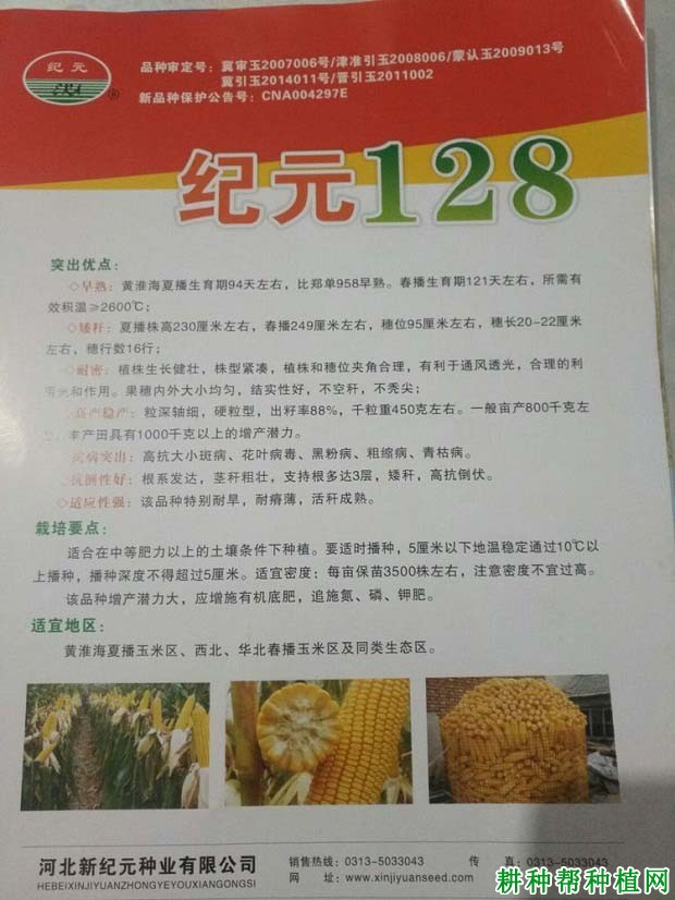 纪元128玉米品种好不好？