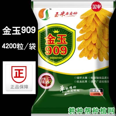 金玉506玉米品种好不好？