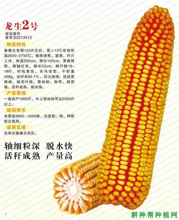 龙生2号玉米品种好不好？