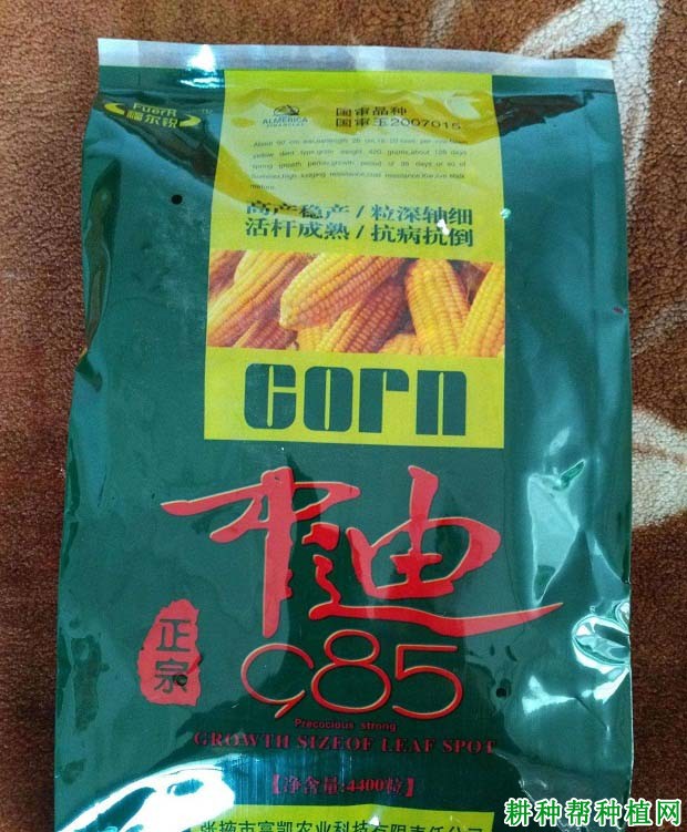 中迪985玉米品种好不好？