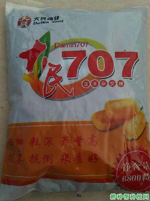 大民707玉米品种好不好？