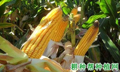 大民707玉米品种好不好？