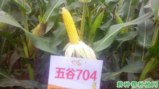 五谷704玉米品种好不好？