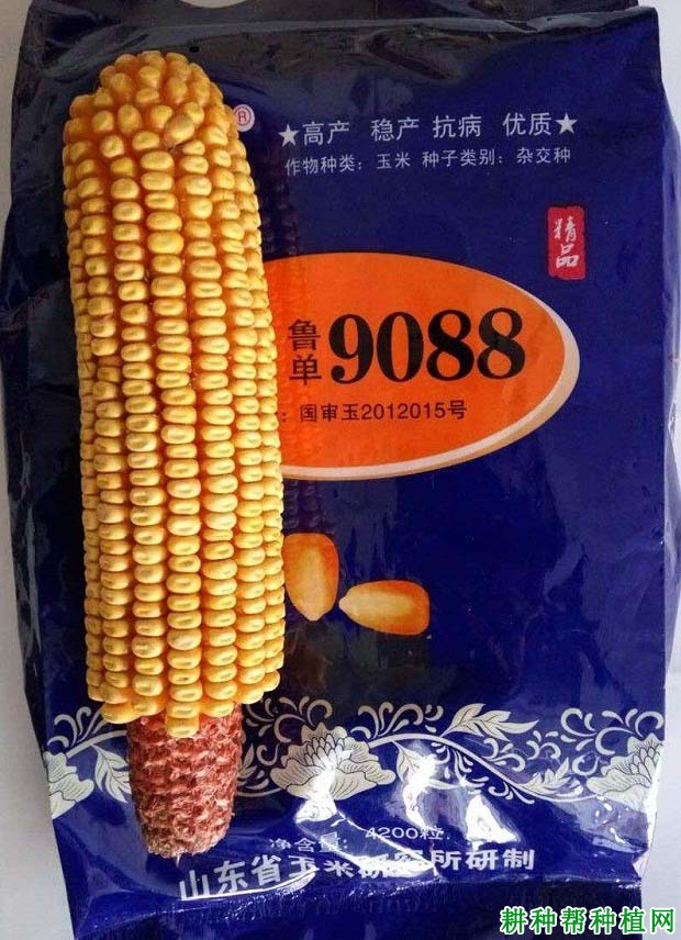 鲁单9088玉米品种好不好？