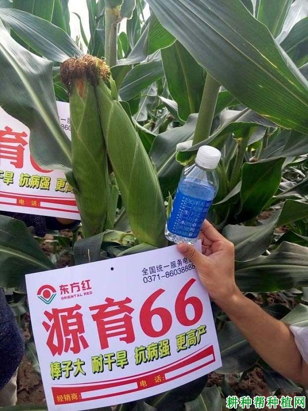 源育66玉米品种好不好？