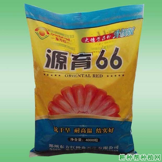 源育66玉米品种好不好？