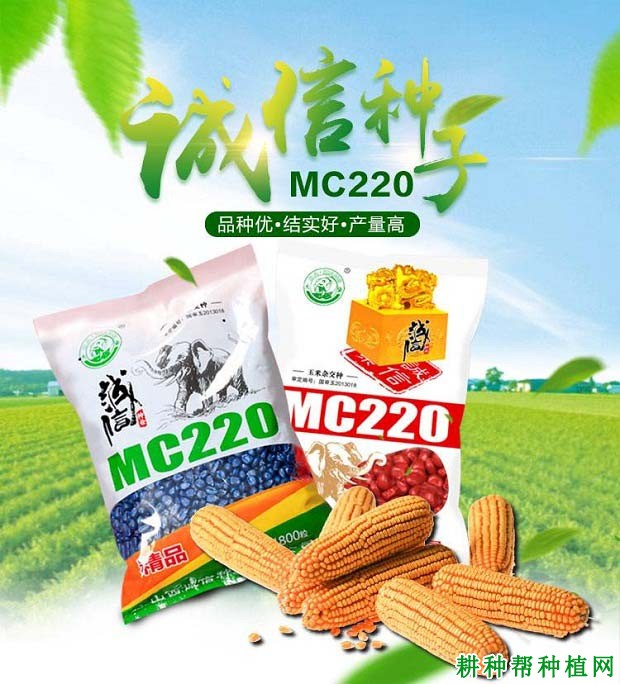 MC220玉米品种好不好？