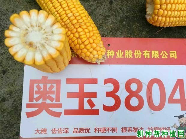 奥玉3804玉米品种好不好？