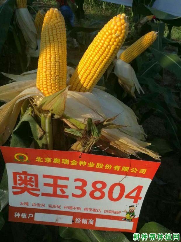 奥玉3804玉米品种好不好？