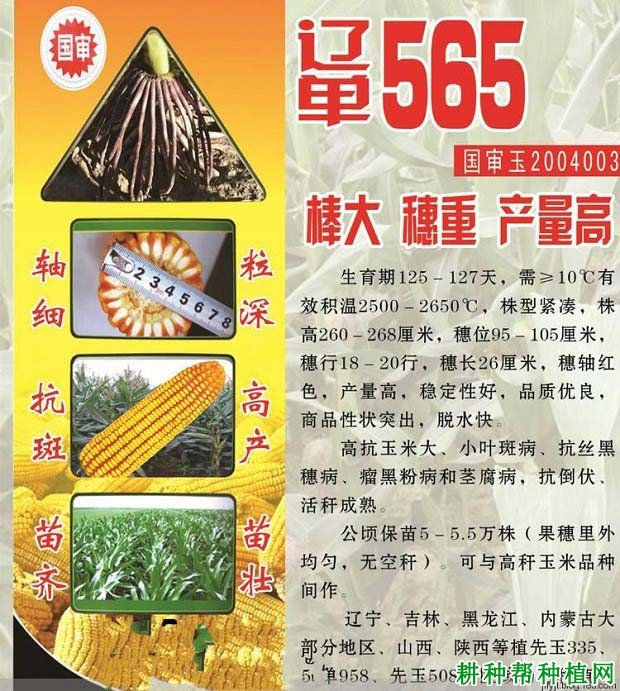 辽单565玉米品种好不好？