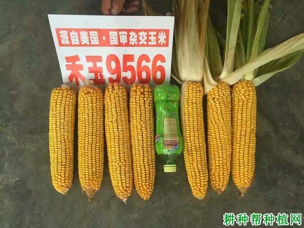 禾玉9566玉米品种好不好？