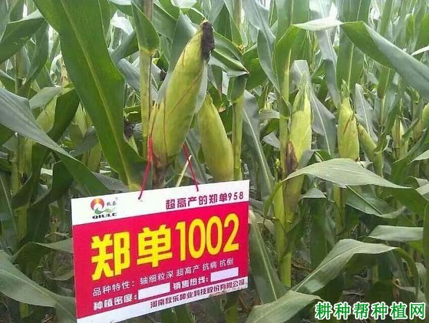 郑单1002玉米品种好不好？