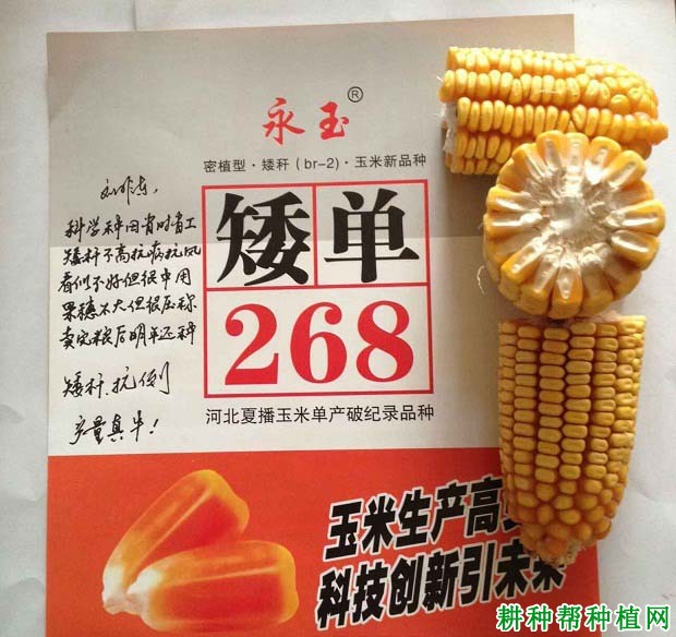 矮单268玉米品种好不好？