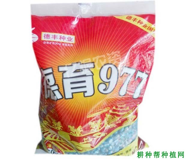 德育977玉米品种好不好？