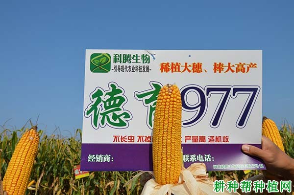 德育977玉米品种好不好？