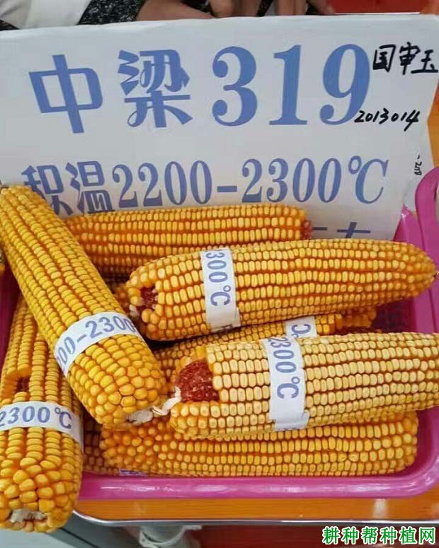 中梁319玉米品种好不好？