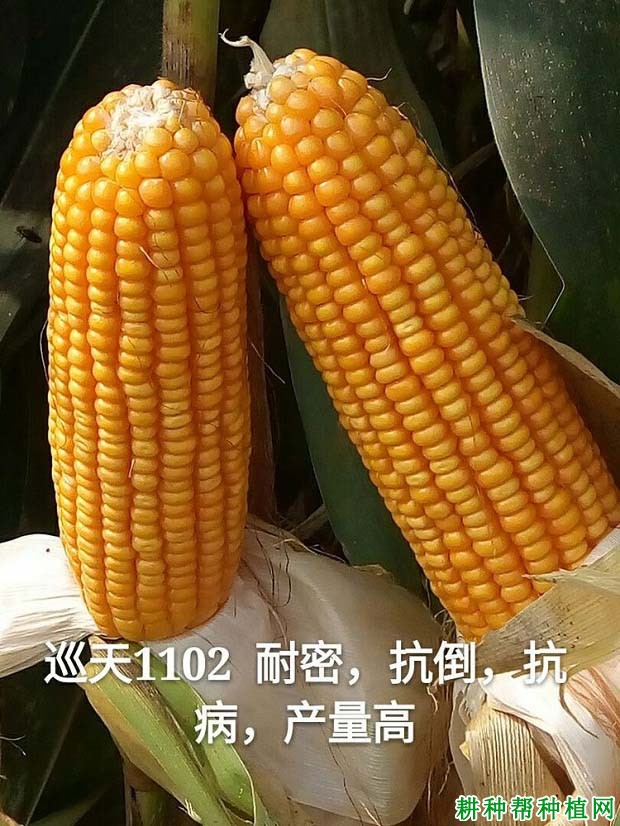 巡天1102玉米品种好不好？