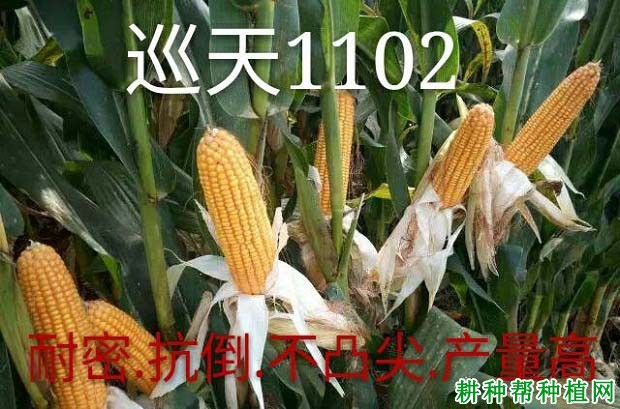 巡天1102玉米品种好不好？