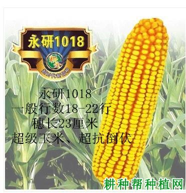 永研1018玉米品种好不好？