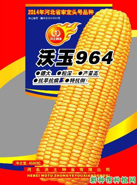 沃玉964玉米品种好不好？