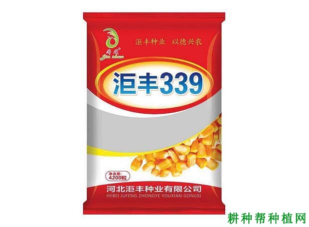 洰丰339玉米品种好不好？