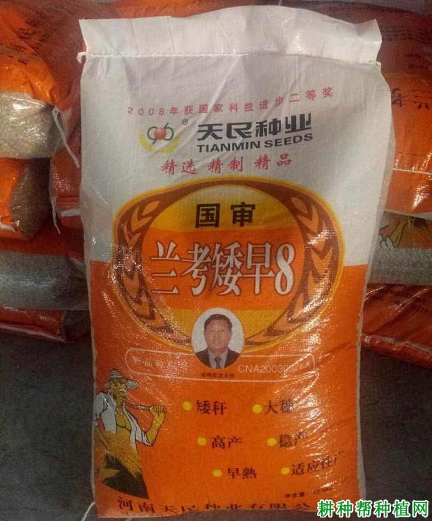 兰考矮早8小麦品种好不好？