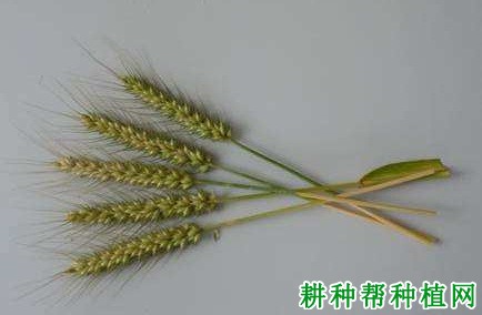 宁麦15小麦品种好不好？