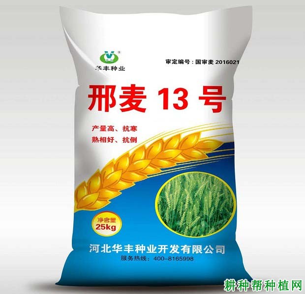 邢麦13号小麦品种好不好？