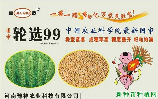 轮选99小麦品种好不好？