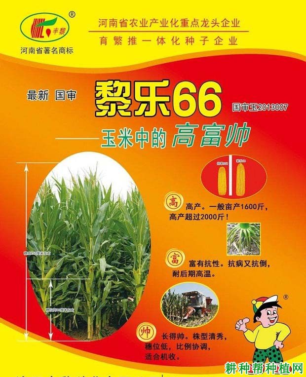 黎乐66玉米品种好不好？