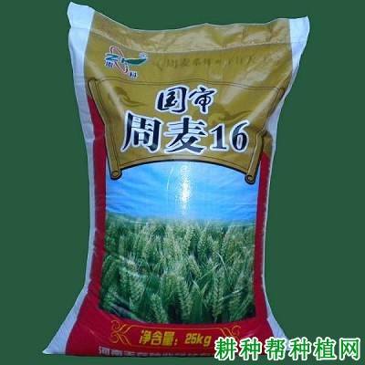 周麦16小麦品种好不好？