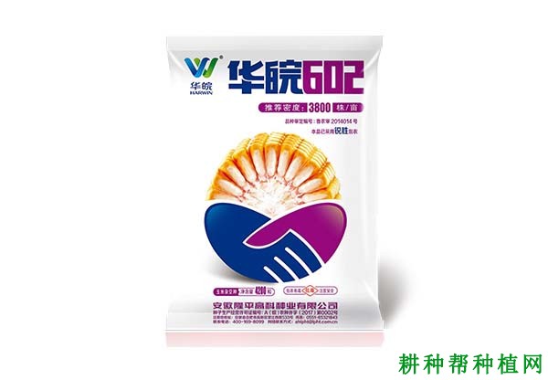 华皖602玉米品种好不好？