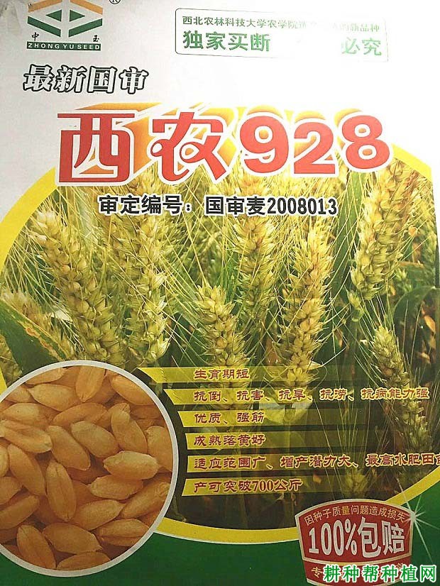 西农928小麦品种好不好？