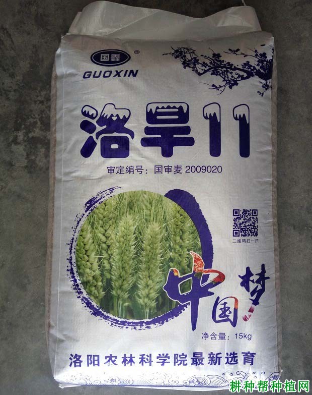 洛旱11小麦品种好不好？