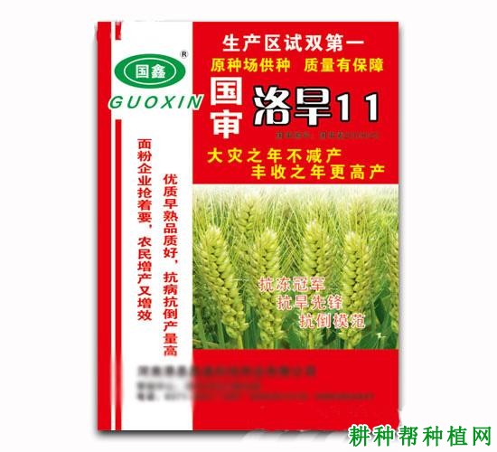 洛旱11小麦品种好不好？