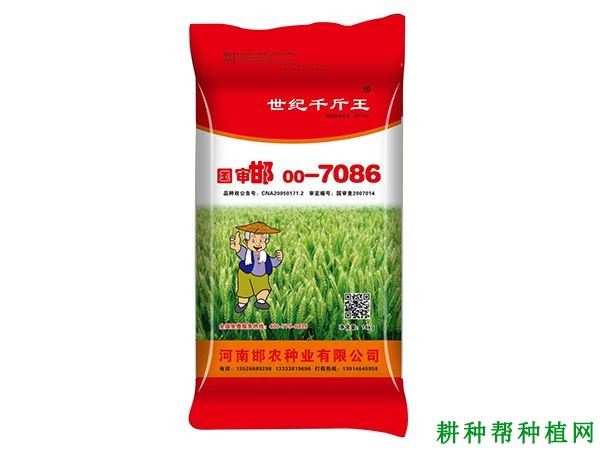 邯00－7086小麦品种好不好？