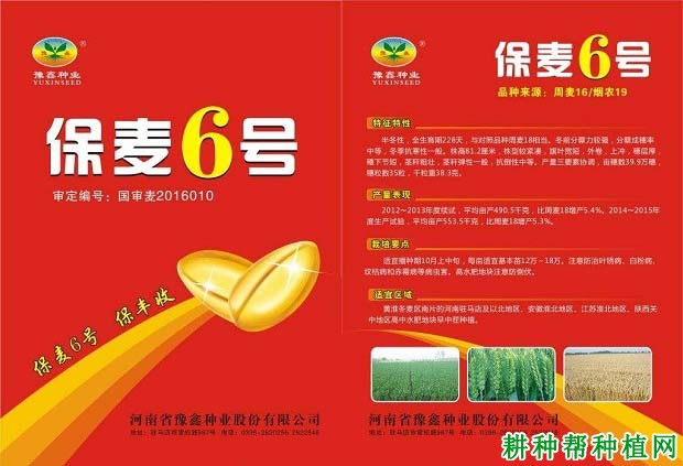 保麦6号小麦品种好不好？