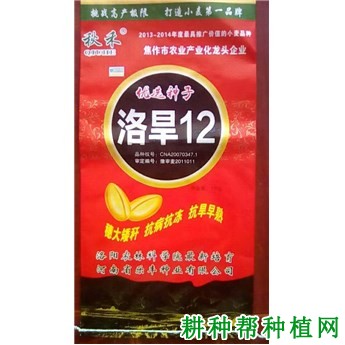 洛旱12小麦品种好不好？